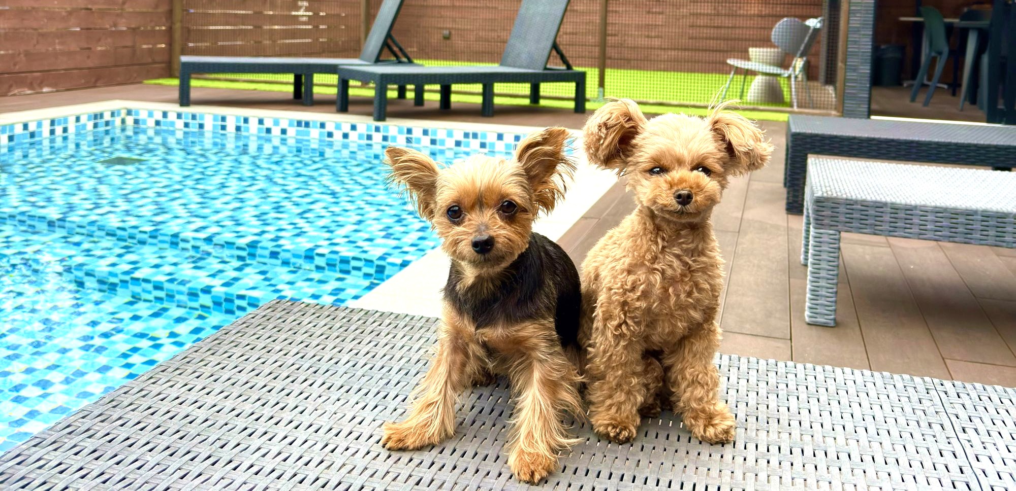 家族と愛犬の滞在イメージ